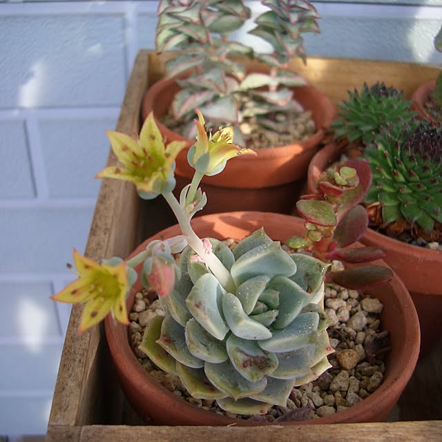 gardengardenさんの実例写真