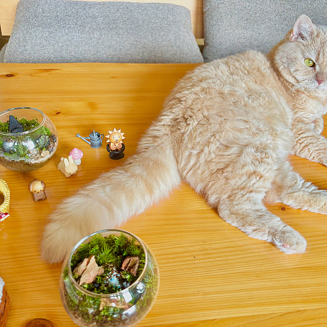 naokoさんの実例写真