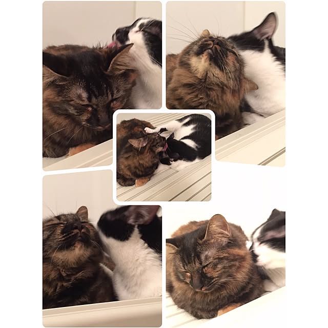 mikomaruさんの実例写真