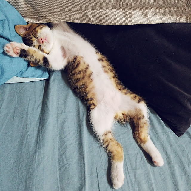 実例写真