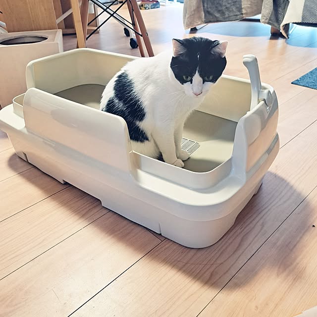 kiyohima229さんの実例写真