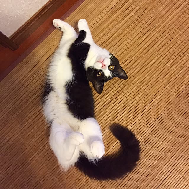 butachanさんの実例写真