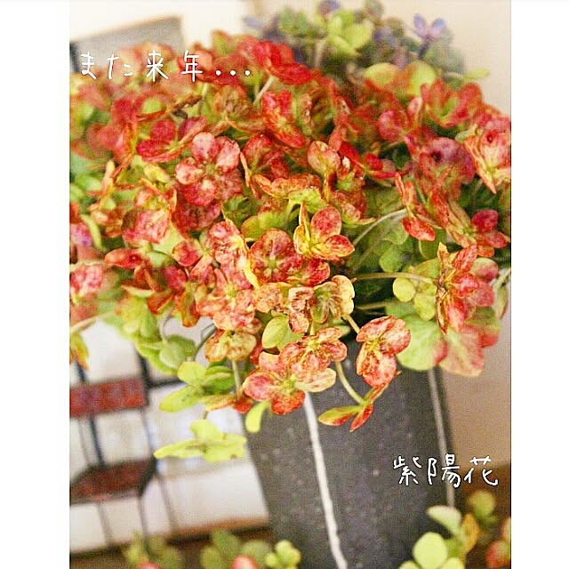 naho81078さんの実例写真