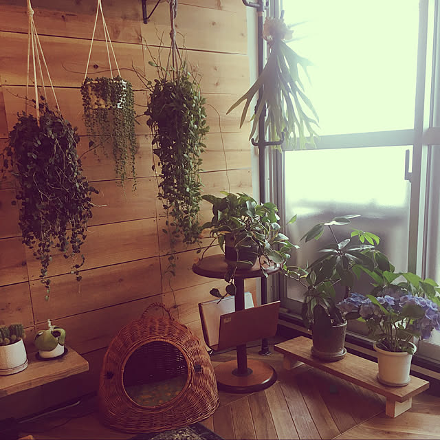 DIY/観葉植物/フェイクグリーン/部屋全体のインテリア実例 - 2021-09-24 12:51:59