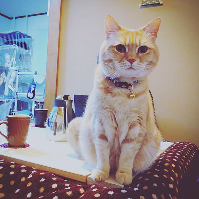 mntcさんの実例写真