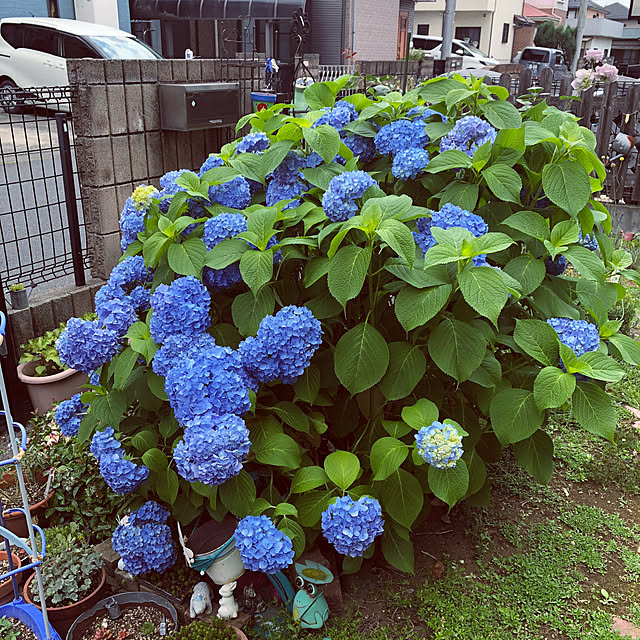 実例写真