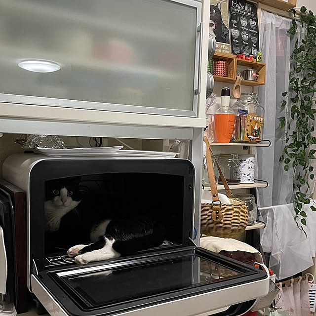 koromaroさんの実例写真