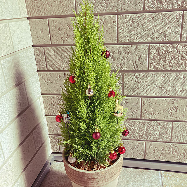 コニファー クリスマス飾りのおしゃれなアレンジ・飾り方の コニファー クリスマス飾りのおしゃれなアレンジ・飾り方の