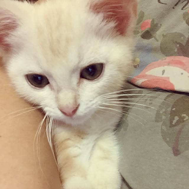 hiyupan88さんの実例写真