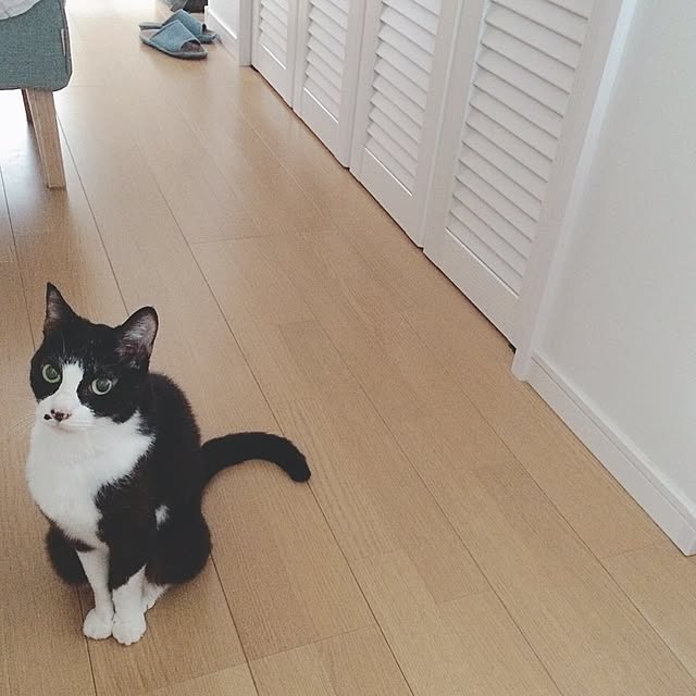 lovecatさんの実例写真