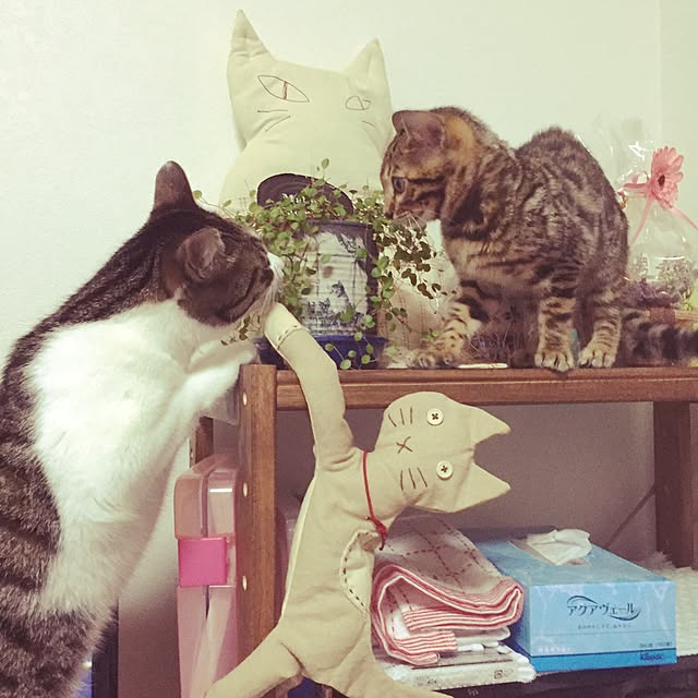 xxxnyanxxxmakuriさんの実例写真