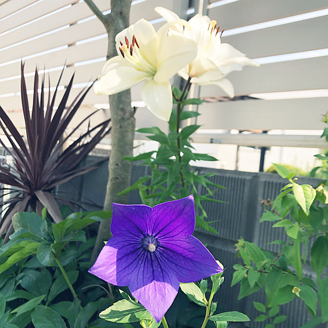 nanachanmamaさんの実例写真