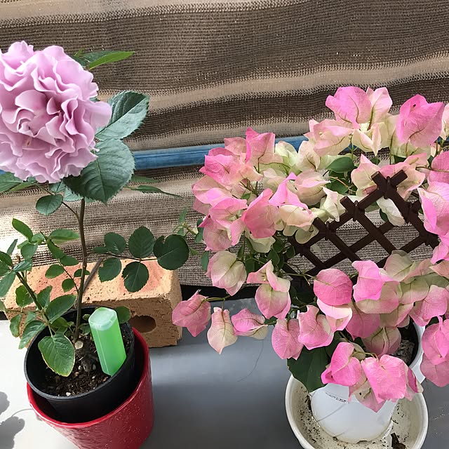 liangxin9993さんの実例写真