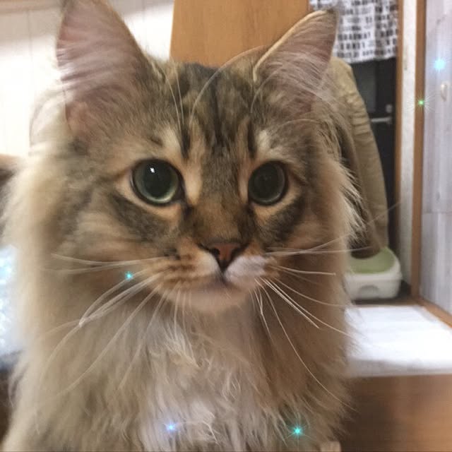 CATさんの実例写真