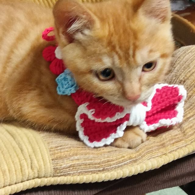 fujiyayuさんの部屋