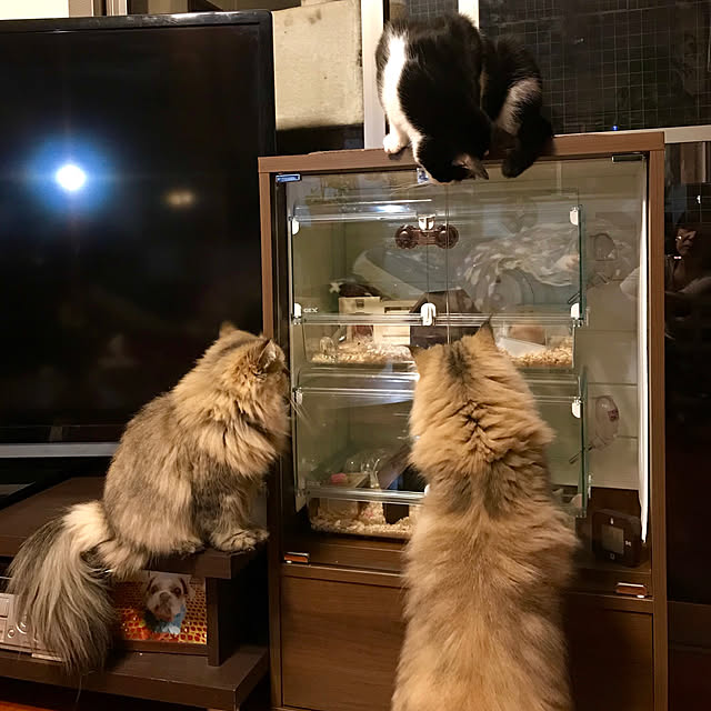 butachanさんの実例写真