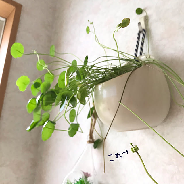 oyoさんの実例写真