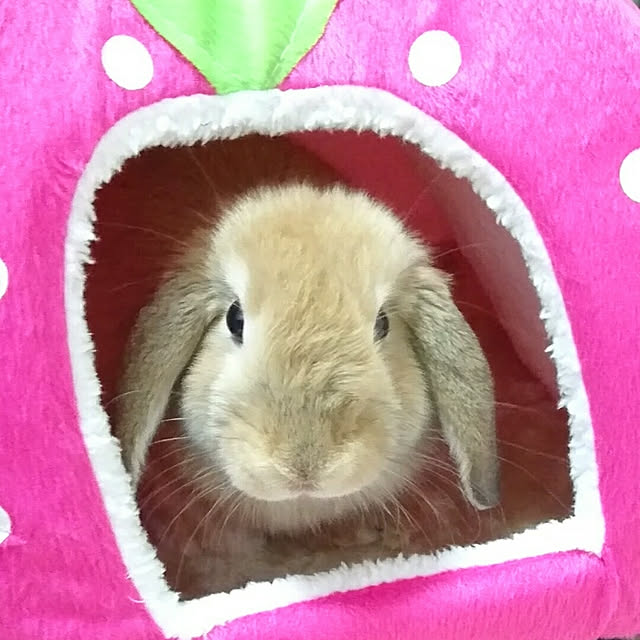ruruさんの実例写真