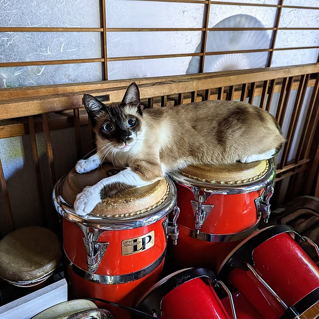 実例写真
