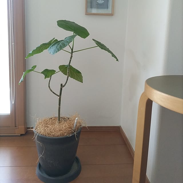sakiさんの実例写真