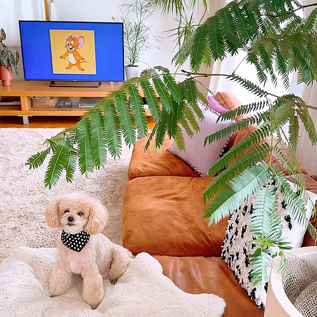 teaさんの実例写真