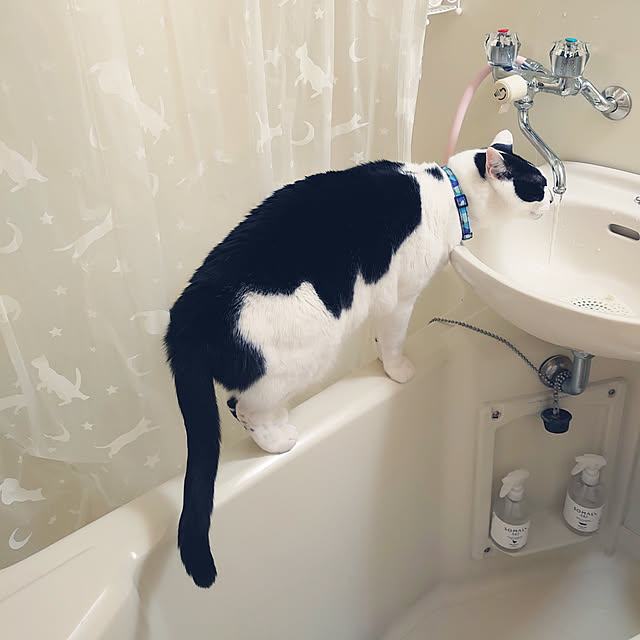 asuminさんの実例写真