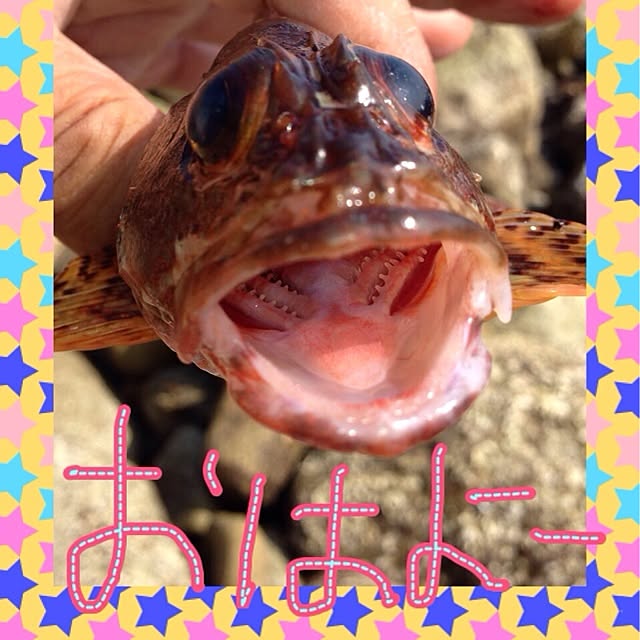 実例写真