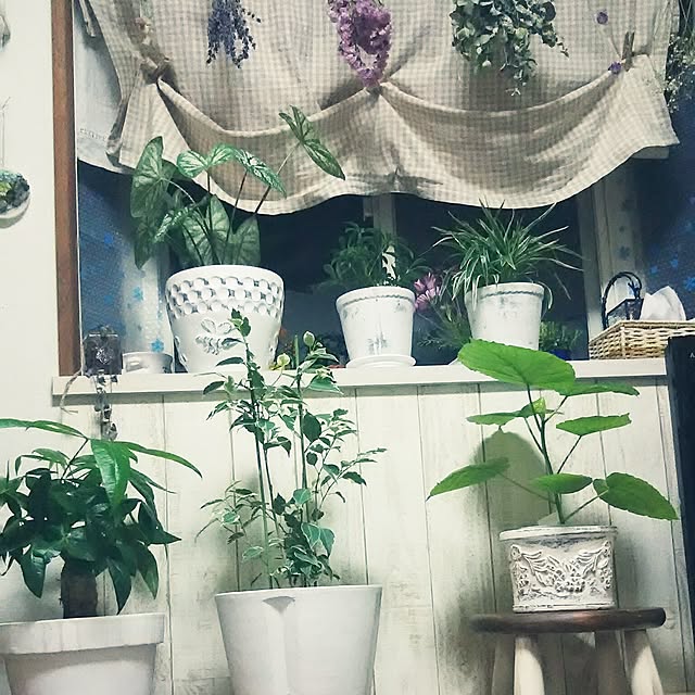naopyiさんの実例写真