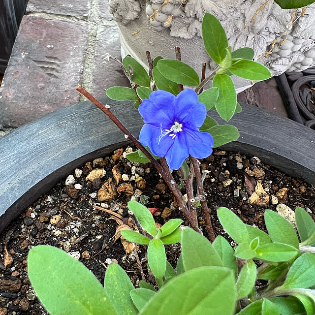 AYUKOさんの実例写真