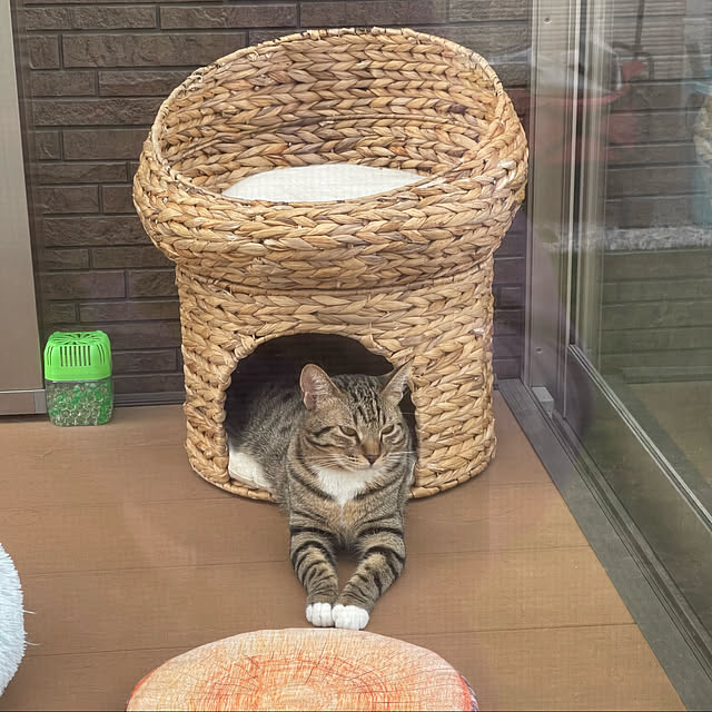 manekinekoさんの実例写真