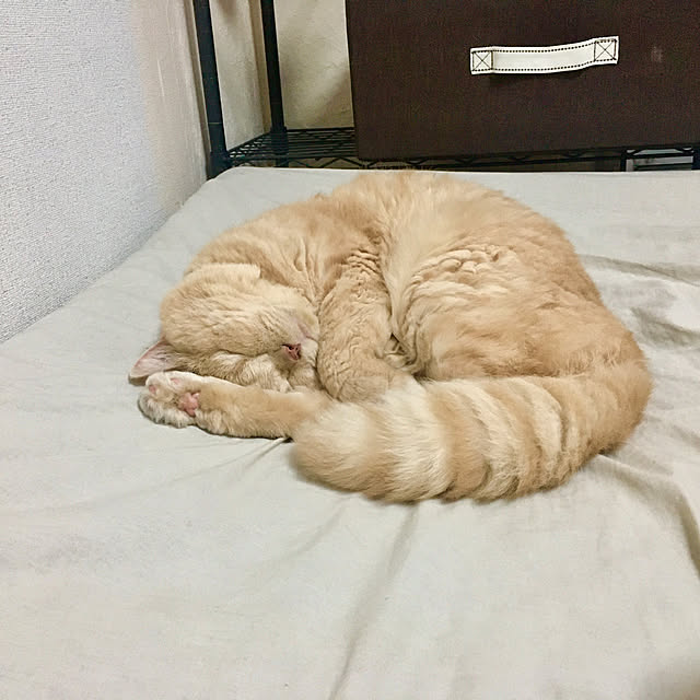 naokoさんの実例写真