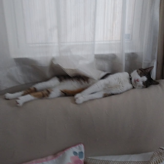 lovecats02さんの実例写真