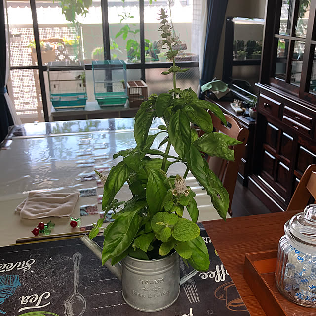 キッチン/観葉植物/DIY/セリア/リメ缶...などのインテリア実例 - 2018-06-28 11:51:49