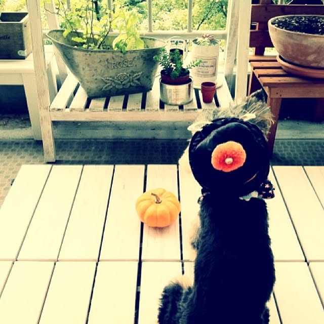leomamaさんの実例写真