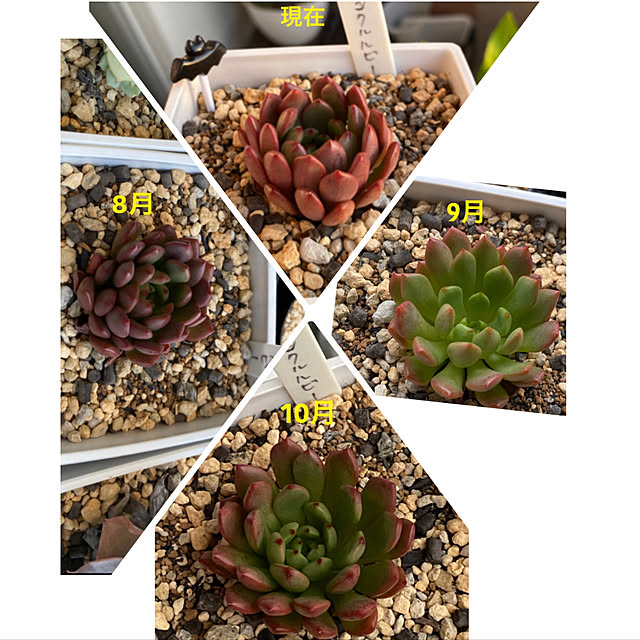 多肉植物 ピンクルルビーのおすすめ商品とおしゃれな実例 多肉植物 ピンクルルビーのおすすめ商品とおしゃれな実例