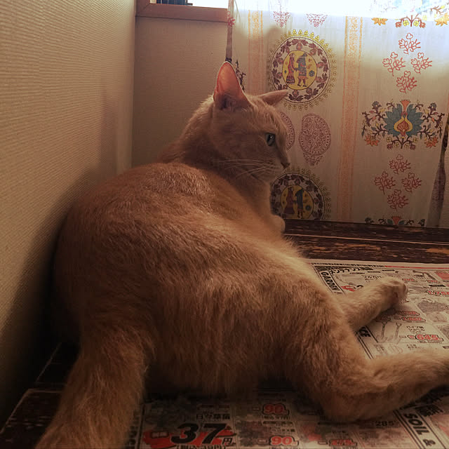 mikan161さんの実例写真