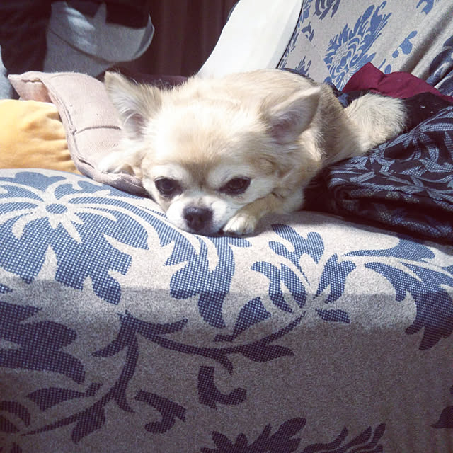 kiraさんの実例写真
