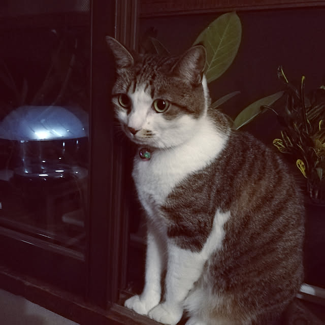 SYOUGUNさんの実例写真