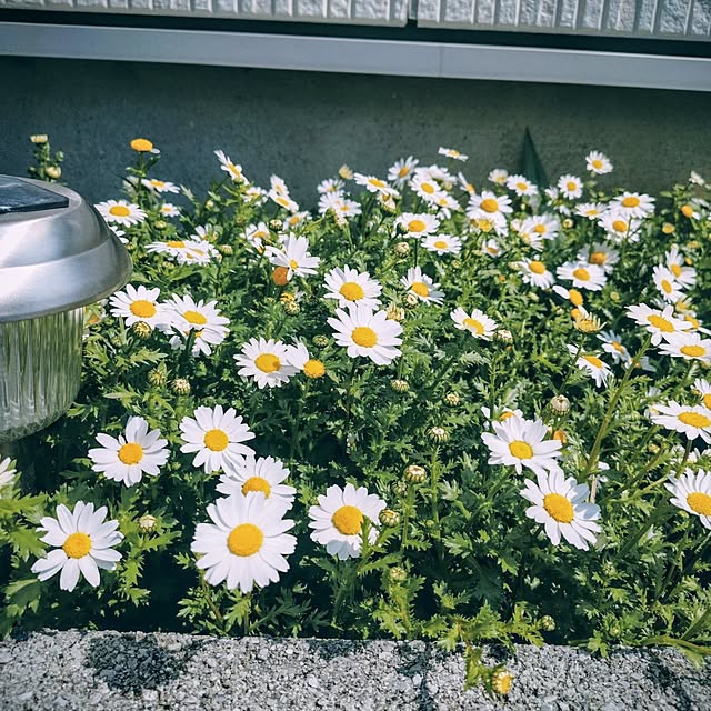 coconathuさんの部屋