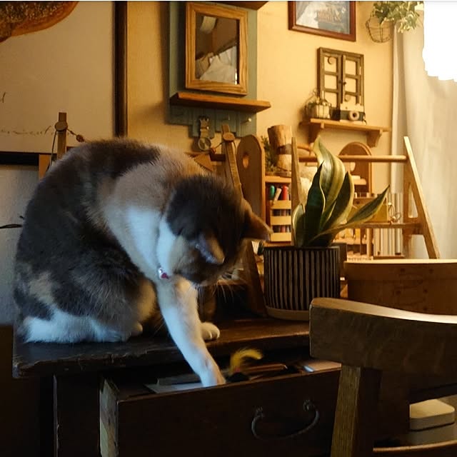 fukuさんの実例写真