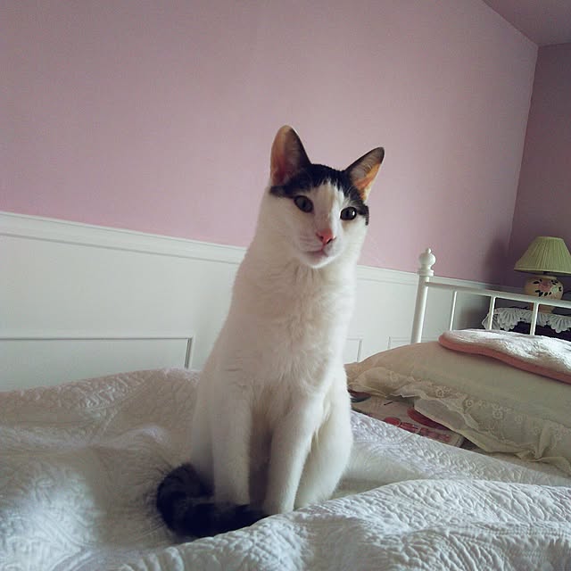 sakuraさんの実例写真