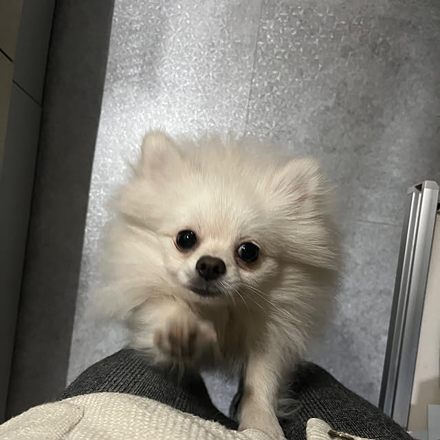 uninekoさんの実例写真