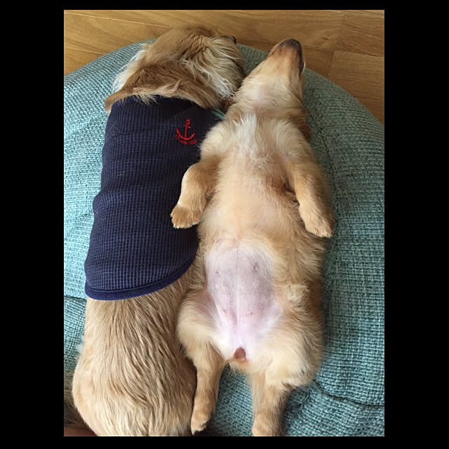 chachamamaさんの実例写真