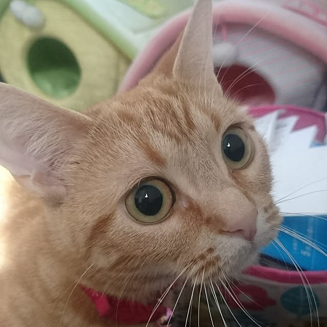 shinobuさんの実例写真