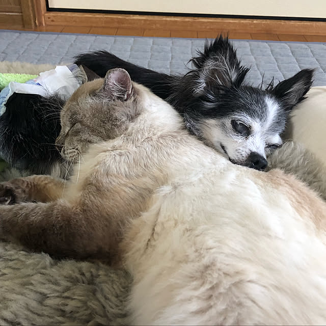 tommyさんの実例写真