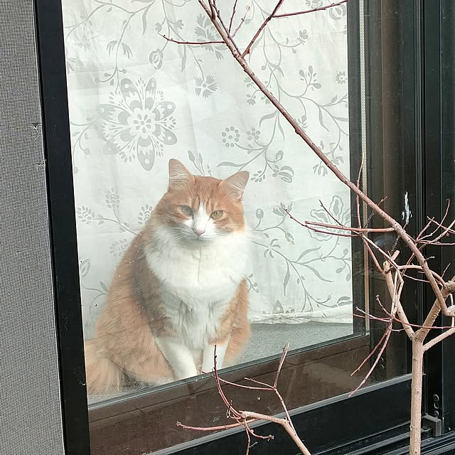 mori_6_12さんの実例写真