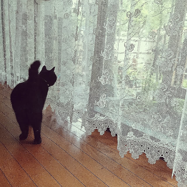junkn6さんの実例写真