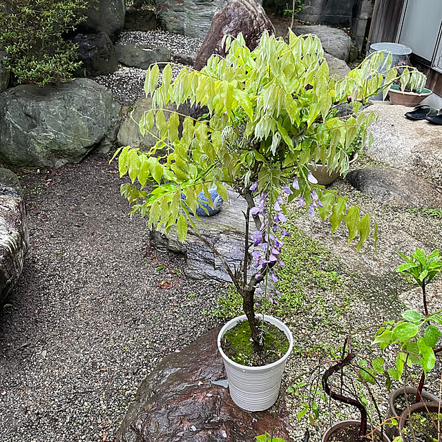 shin0719さんの実例写真