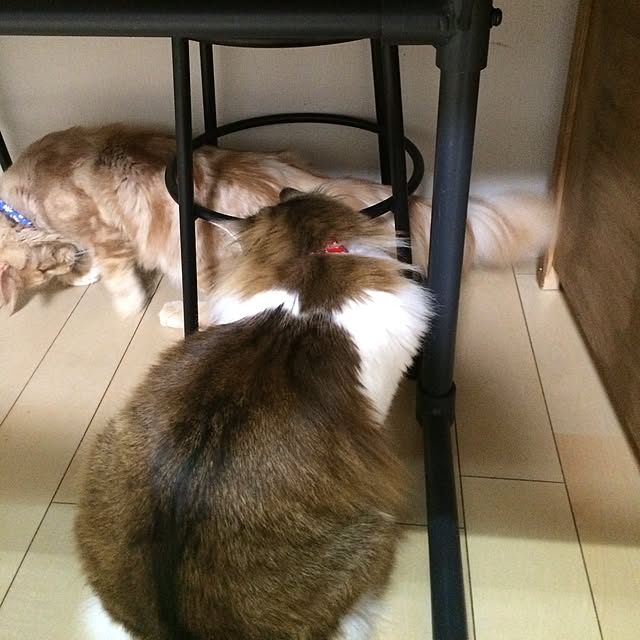 mikan0607さんの実例写真