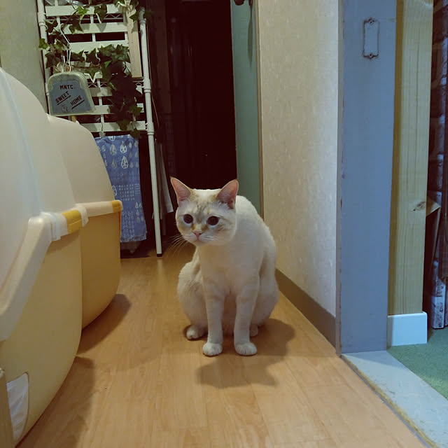 mntcさんの実例写真